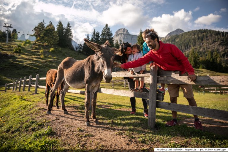 Animali a Malga Tovre_ph. Oliver Astrologo (48)